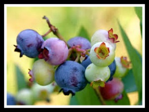 blueberries-nutrition